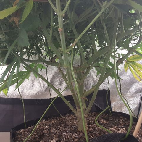 LAC Plant 1 growlog timeline photo