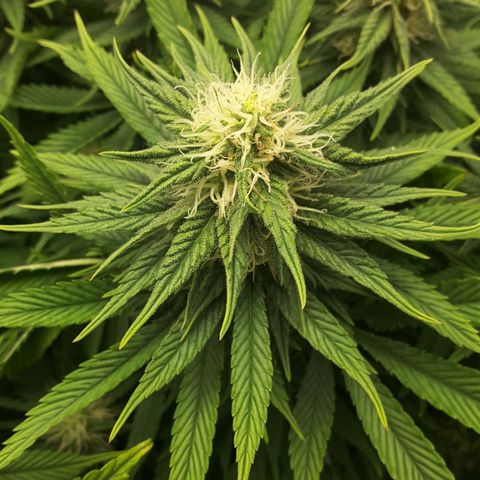LAC Plant 1 growlog timeline photo