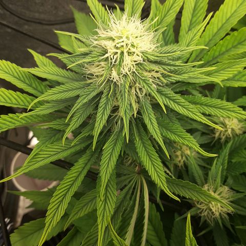 LAC Plant 1 growlog timeline photo