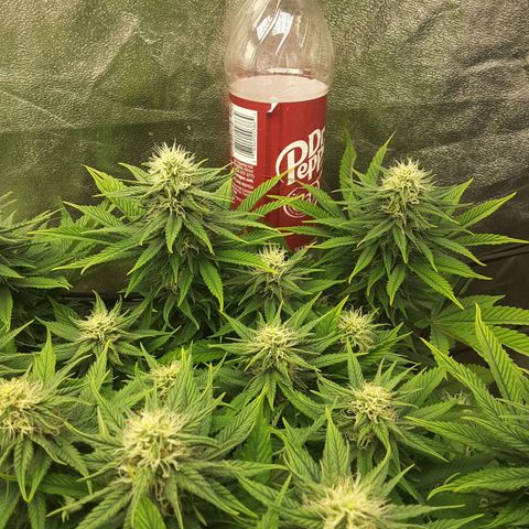 LAC Plant 1 growlog timeline photo