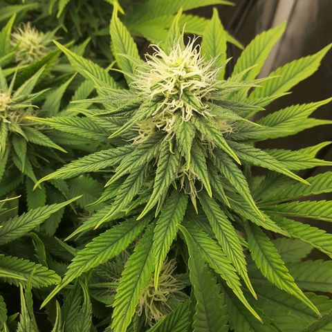 LAC Plant 1 growlog timeline photo