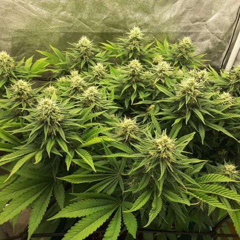 LAC Plant 1 growlog timeline photo