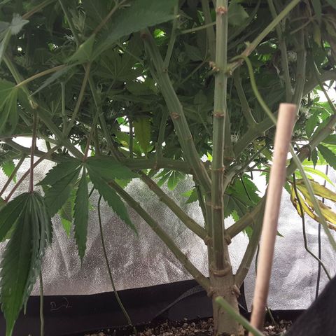 LAC Plant 1 growlog timeline photo