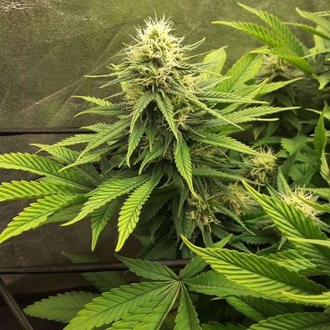 LAC Plant 1 growlog timeline photo