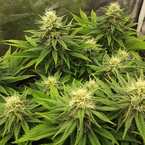 LAC Plant 1 growlog timeline photo