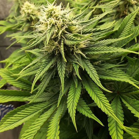 LAC Plant 1 growlog timeline photo