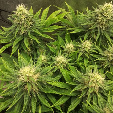 LAC Plant 1 growlog timeline photo