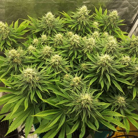 LAC Plant 1 growlog timeline photo
