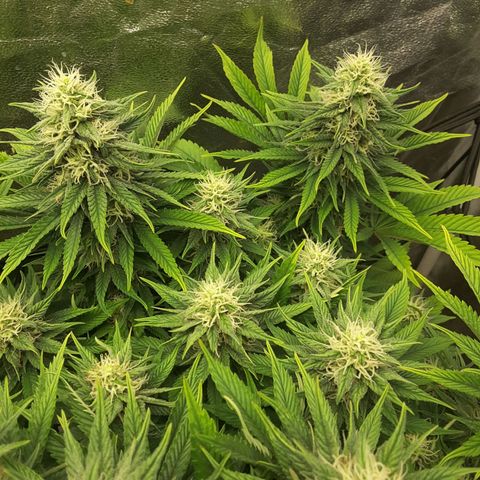 LAC Plant 1 growlog timeline photo