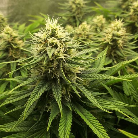 LAC Plant 1 growlog timeline photo
