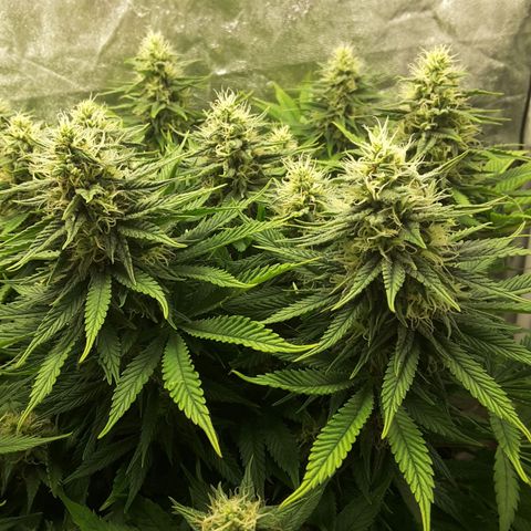 LAC Plant 1 growlog timeline photo