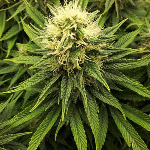 LAC Plant 1 growlog timeline photo