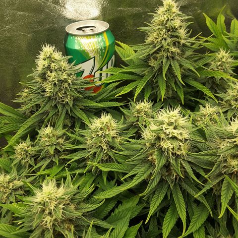LAC Plant 1 growlog timeline photo
