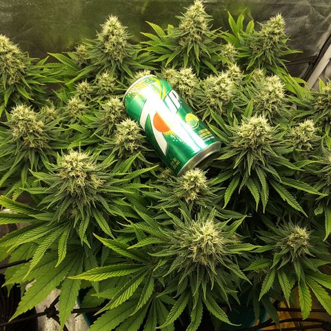 LAC Plant 1 growlog timeline photo