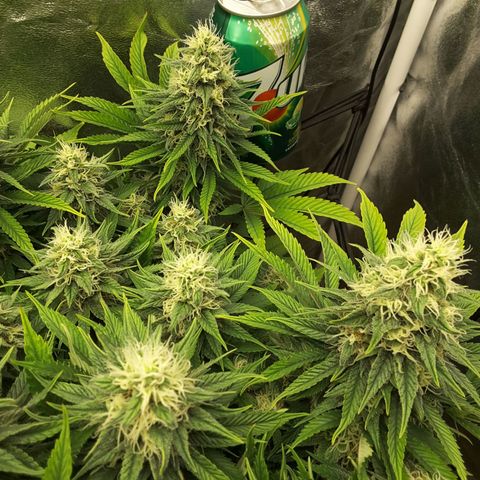LAC Plant 1 growlog timeline photo