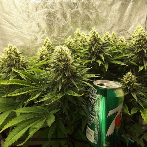 LAC Plant 1 growlog timeline photo