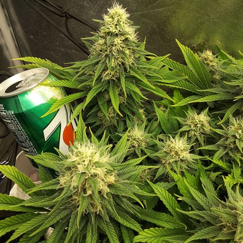 LAC Plant 1 growlog timeline photo
