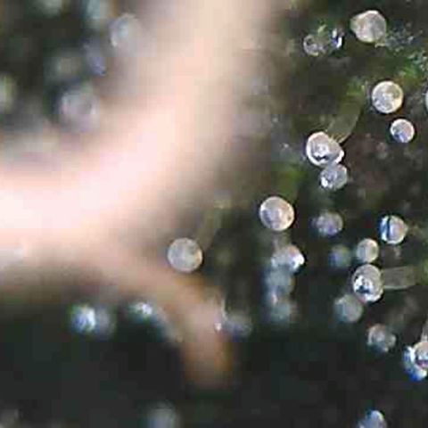 LAC Plant 1 growlog photo: Tric's pretty much there.