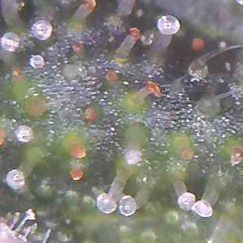 LAC Plant 1 growlog photo: Tric's pretty much there.