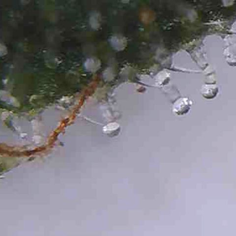 LAC Plant 1 growlog photo: Tric's pretty much there.