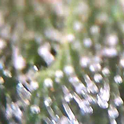 LAC Plant 1 growlog photo: Tric's pretty much there.