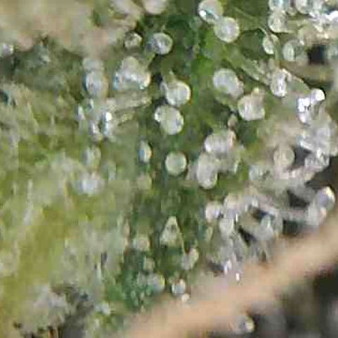 LAC Plant 1 growlog photo: Tric's pretty much there.