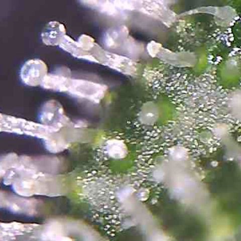 LAC Plant 1 growlog photo: Tric's pretty much there.