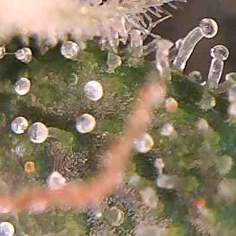 LAC Plant 1 growlog photo: Tric's pretty much there.