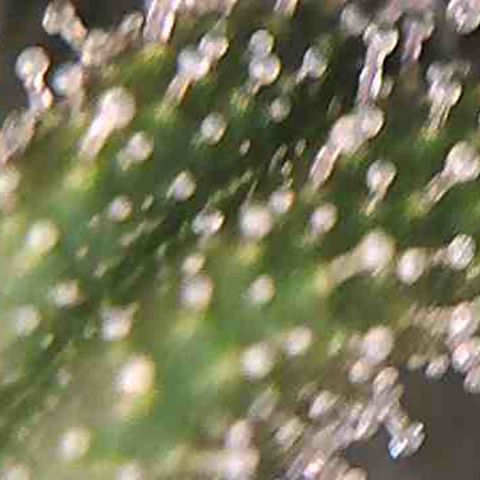 LAC Plant 1 growlog photo: Tric's pretty much there.