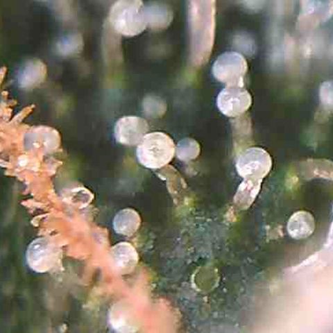 LAC Plant 1 growlog photo: Days away