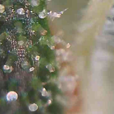 LAC Plant 1 growlog photo: Days away