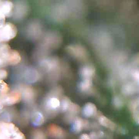 LAC Plant 1 growlog photo: Days away