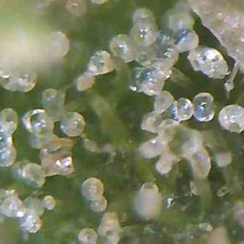 LAC Plant 1 growlog photo: Days away