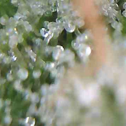 LAC Plant 1 growlog photo: Days away