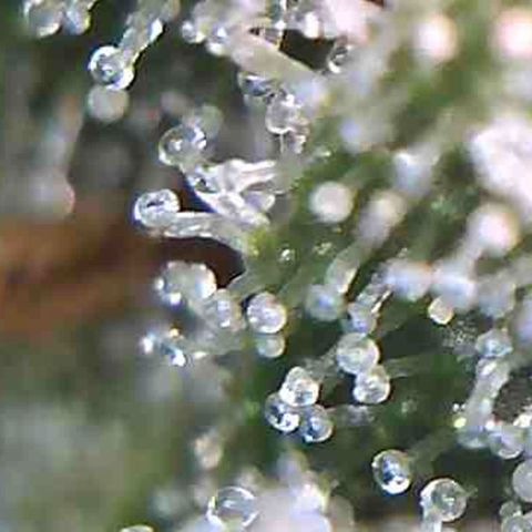 LAC Plant 1 growlog photo: Days away