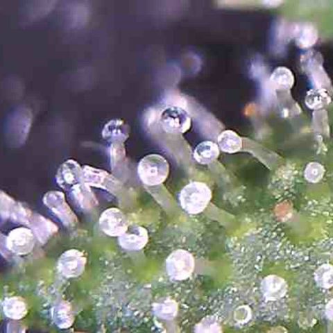 LAC Plant 1 growlog photo: Just waiting on at least a 70/30 milky/Amber on the bud