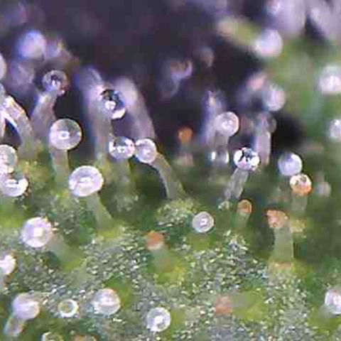 LAC Plant 1 growlog photo: Just waiting on at least a 70/30 milky/Amber on the bud