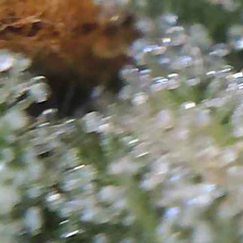 LAC Plant 1 growlog photo: Just waiting on at least a 70/30 milky/Amber on the bud