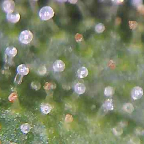 LAC Plant 1 growlog photo: Just waiting on at least a 70/30 milky/Amber on the bud
