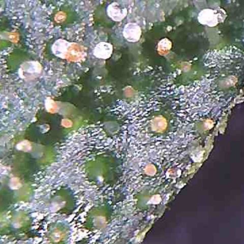 LAC Plant 1 growlog photo: Just waiting on at least a 70/30 milky/Amber on the bud