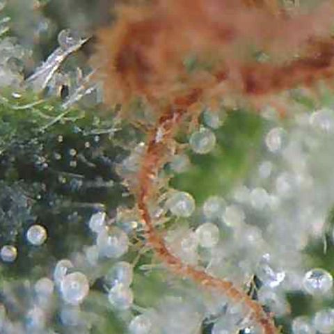 LAC Plant 1 growlog photo: Just waiting on at least a 70/30 milky/Amber on the bud