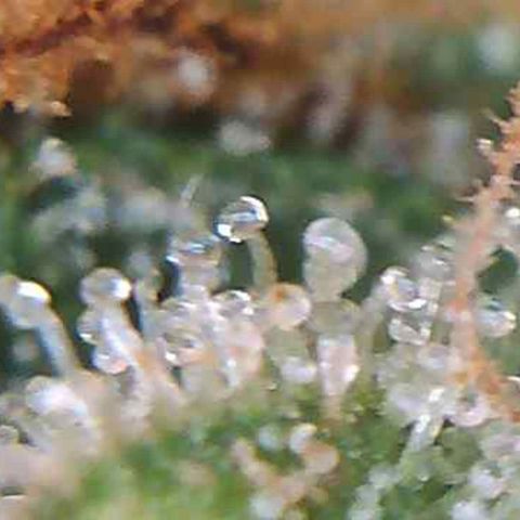 LAC Plant 1 growlog photo: Just waiting on at least a 70/30 milky/Amber on the bud