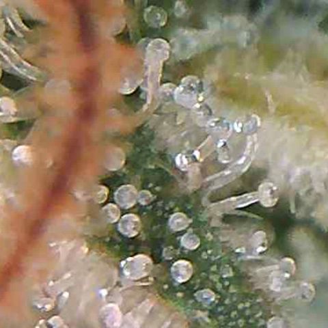 LAC Plant 1 growlog photo: Just waiting on at least a 70/30 milky/Amber on the bud