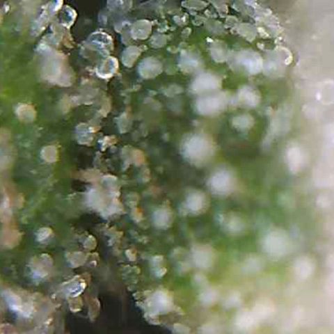 LAC Plant 1 growlog photo: Just waiting on at least a 70/30 milky/Amber on the bud