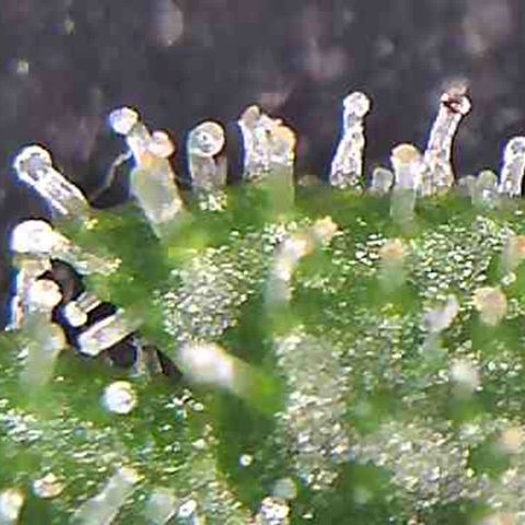 LAC Plant 1 growlog photo: Just waiting on at least a 70/30 milky/Amber on the bud