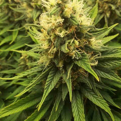 LAC Plant 1 growlog timeline photo