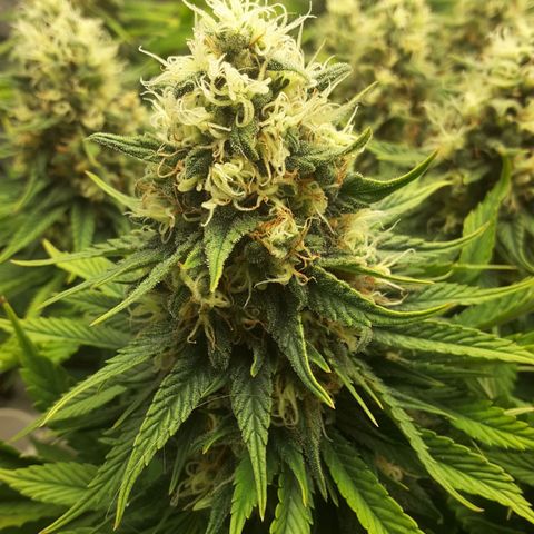 LAC Plant 1 growlog timeline photo