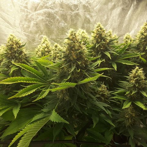 LAC Plant 1 growlog timeline photo