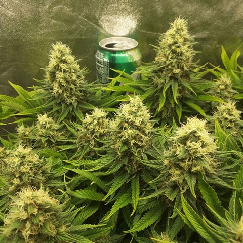 LAC Plant 1 growlog timeline photo