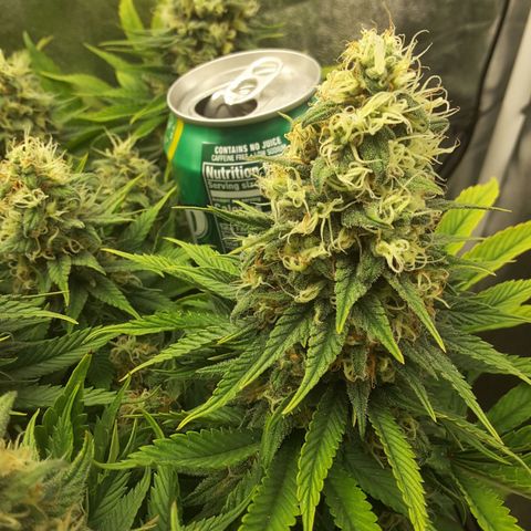 LAC Plant 1 growlog timeline photo